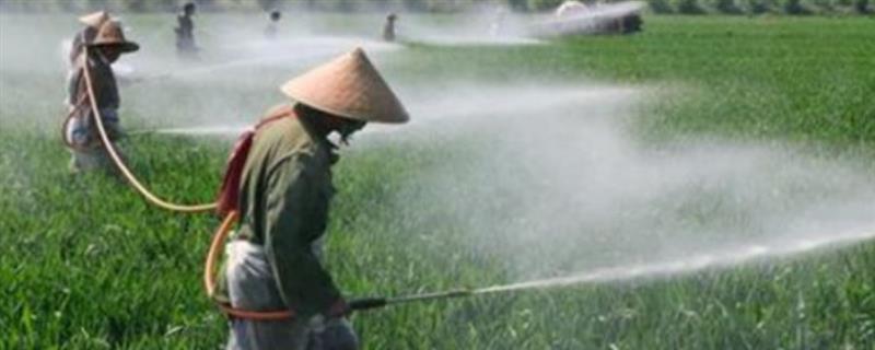 种小麦施磷肥的方法，与有机肥混用可提高利用率