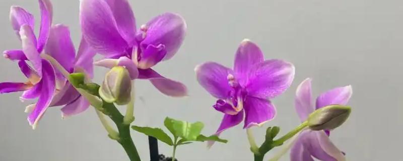 关于蝴蝶兰的经典诗句，楚楚动人花烂漫、蝴蝶一梦梦成空