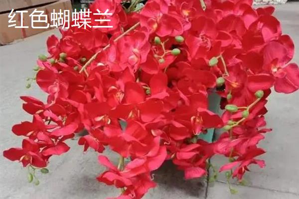 关于蝴蝶兰的经典诗句，楚楚动人花烂漫、蝴蝶一梦梦成空
