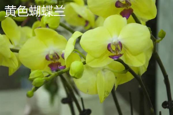 关于蝴蝶兰的经典诗句，楚楚动人花烂漫、蝴蝶一梦梦成空