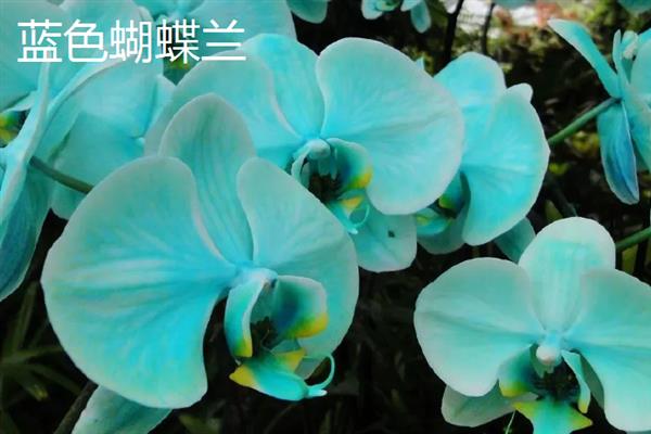 关于蝴蝶兰的经典诗句，楚楚动人花烂漫、蝴蝶一梦梦成空