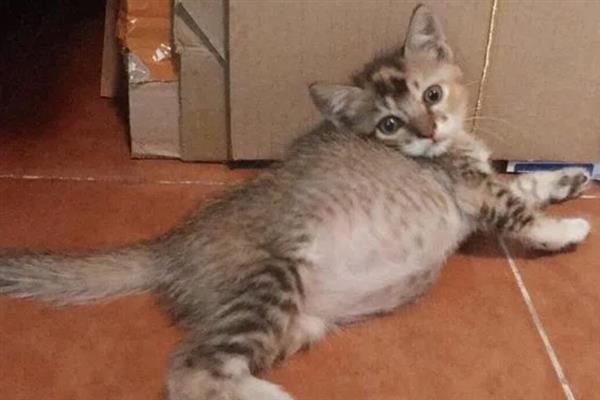猫为什么不让摸肚子，因为它的肚子很敏感
