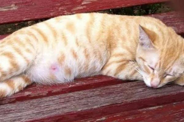 猫为什么不让摸肚子，因为它的肚子很敏感