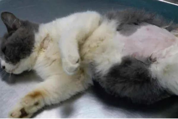 猫为什么不让摸肚子，因为它的肚子很敏感