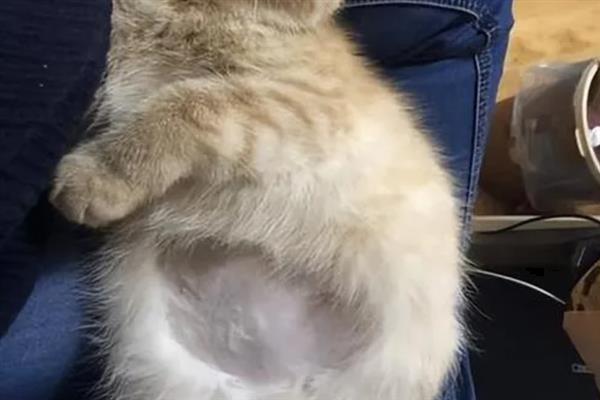 猫为什么不让摸肚子，因为它的肚子很敏感