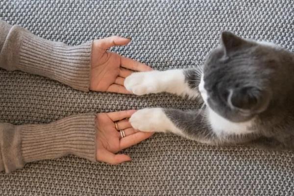 猫为什么不让摸肚子，因为它的肚子很敏感