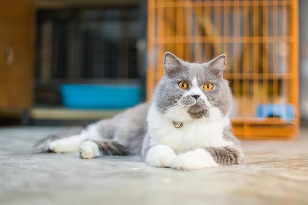 猫为什么不让摸肚子，因为它的肚子很敏感