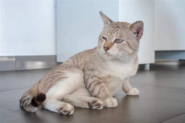 猫为什么不让摸肚子，因为它的肚子很敏感