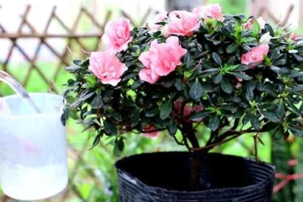 杜鹃花干枯掉叶如何救活，需及时补充水分