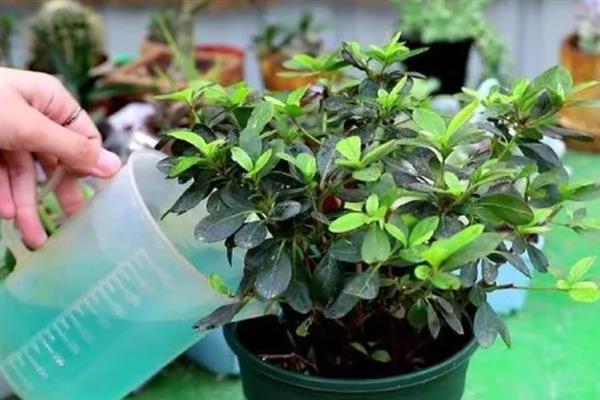 杜鹃花干枯掉叶如何救活，需及时补充水分