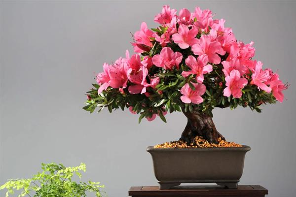 杜鹃花干枯掉叶如何救活，需及时补充水分