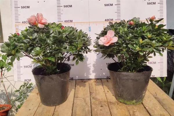 杜鹃花干枯掉叶如何救活，需及时补充水分