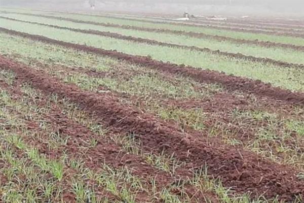 种小麦施磷肥的方法,与有机肥混用可提高利用率