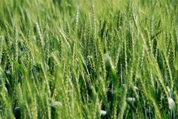 种小麦施磷肥的方法,与有机肥混用可提高利用率