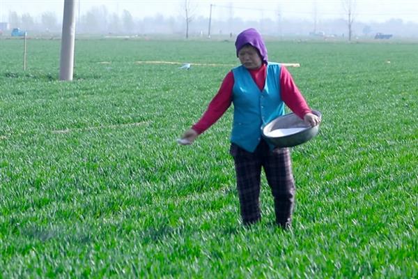 种小麦施磷肥的方法,与有机肥混用可提高利用率
