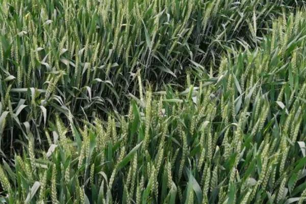 种小麦施磷肥的方法,与有机肥混用可提高利用率