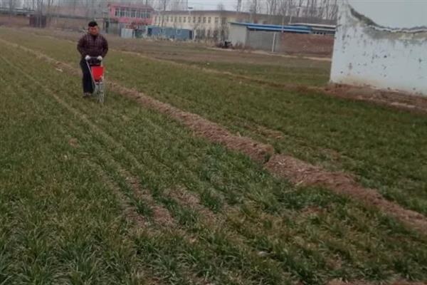 种小麦施磷肥的方法,与有机肥混用可提高利用率