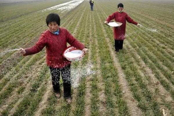 种小麦施磷肥的方法,与有机肥混用可提高利用率