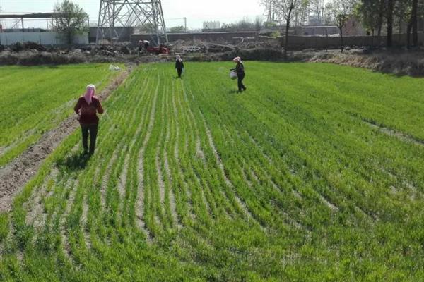 种小麦施磷肥的方法,与有机肥混用可提高利用率