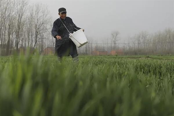 种小麦施磷肥的方法,与有机肥混用可提高利用率