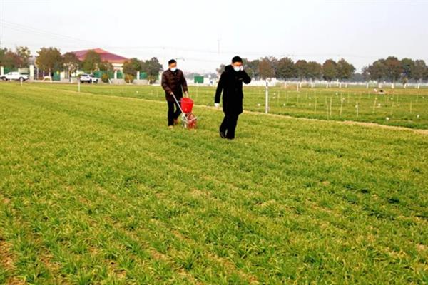 种小麦施磷肥的方法,与有机肥混用可提高利用率