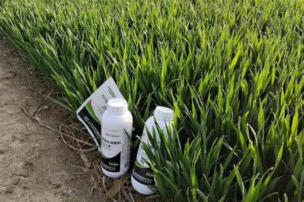 种小麦施磷肥的方法,与有机肥混用可提高利用率