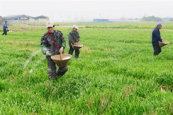 种小麦施磷肥的方法,与有机肥混用可提高利用率