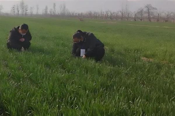 种小麦施磷肥的方法,与有机肥混用可提高利用率