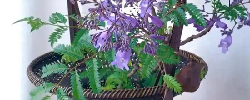 蓝花楹如何盆栽,每隔15-20天追施一次氮肥