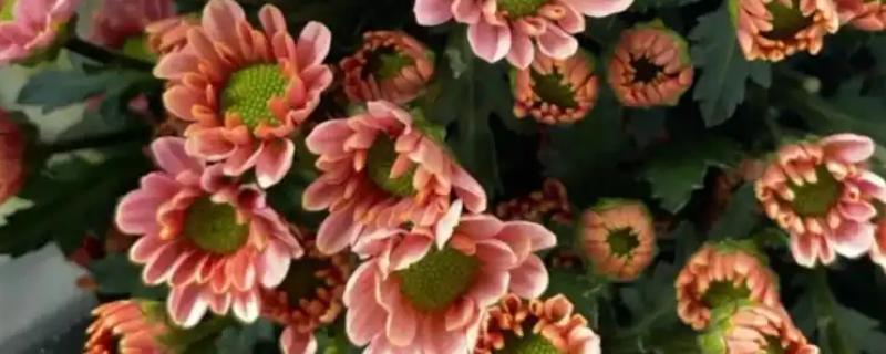 多头小菊的种植方法,最好是选择在春秋季进行