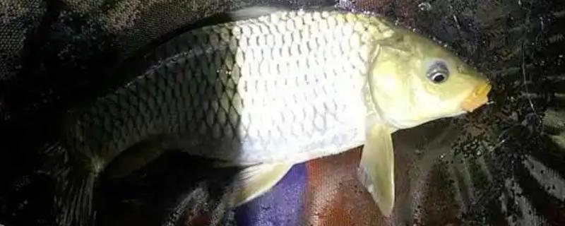冬季夜钓鲤鱼用什么饵料，可以选择蚯蚓、红虫、泥鳅等