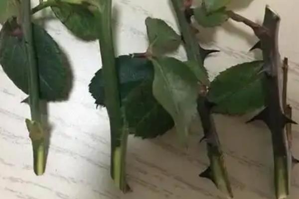 月季可以长多高，一般会被控制在1米左右