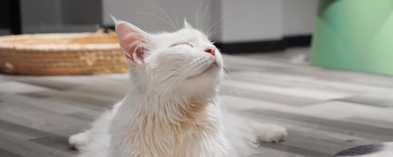 人用的沐浴露能不能给猫洗澡，长期使用会导致猫咪出现掉毛等情况