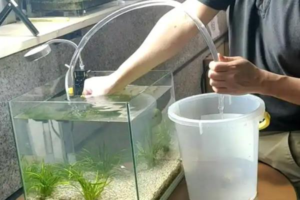七彩神仙鱼水霉病的原因，有可能是因为水质不好