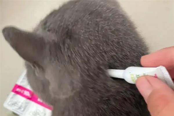 人用的沐浴露能不能给猫洗澡，长期使用会导致猫咪出现掉毛等情况