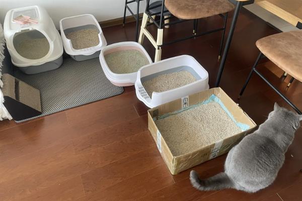 人用的沐浴露能不能给猫洗澡，长期使用会导致猫咪出现掉毛等情况