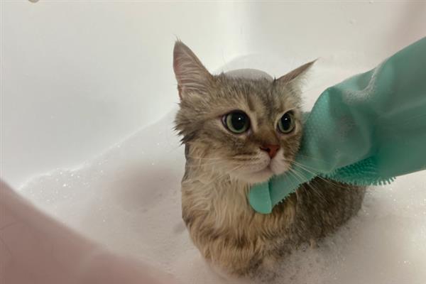 人用的沐浴露能不能给猫洗澡，长期使用会导致猫咪出现掉毛等情况