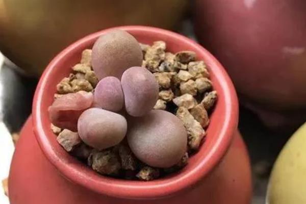 桃蛋叶片化水如何处理，剪除病叶、取出植株经过消毒再重栽