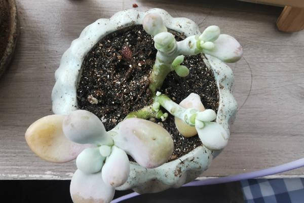 桃蛋叶片化水如何处理，剪除病叶、取出植株经过消毒再重栽