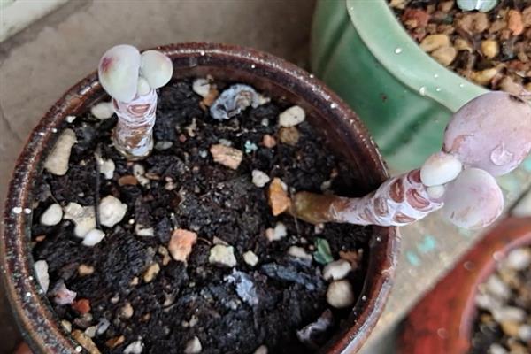 桃蛋叶片化水如何处理，剪除病叶、取出植株经过消毒再重栽