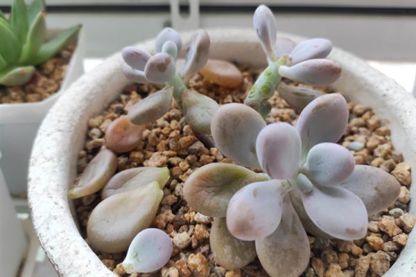 桃蛋叶片化水如何处理，剪除病叶、取出植株经过消毒再重栽