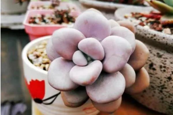桃蛋叶片化水如何处理，剪除病叶、取出植株经过消毒再重栽
