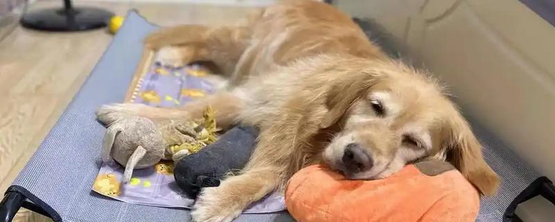 治疗狗狗慢性心衰的方式，可选择利尿剂或地高辛来治疗
