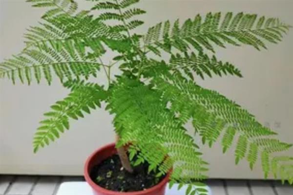 蓝花楹如何盆栽,每隔15-20天追施一次氮肥