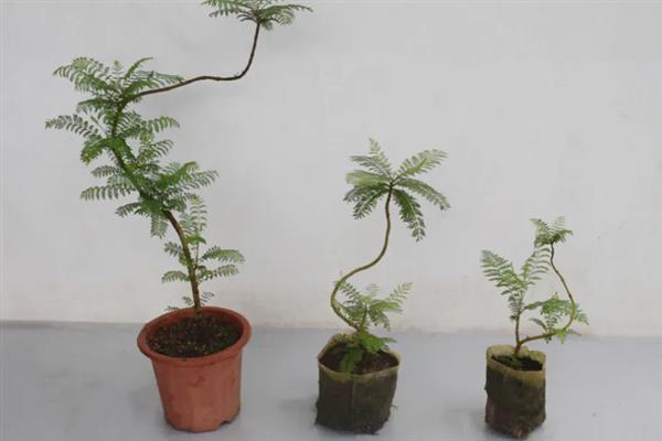 蓝花楹如何盆栽,每隔15-20天追施一次氮肥