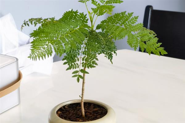 蓝花楹如何盆栽,每隔15-20天追施一次氮肥