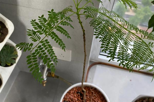 蓝花楹如何盆栽,每隔15-20天追施一次氮肥