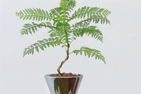 蓝花楹如何盆栽,每隔15-20天追施一次氮肥