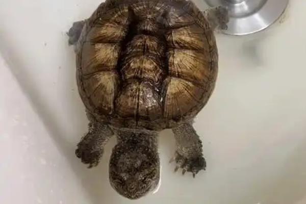 鳄龟晒太阳应该干晒吗，在水中或陆地上晒背都合适