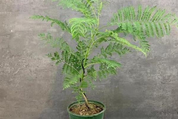 蓝花楹如何盆栽,每隔15-20天追施一次氮肥